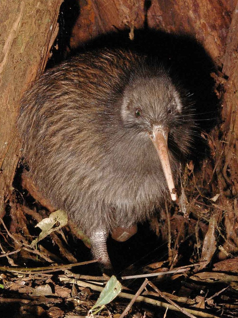 North Island Brown Kiwi - This work has been released into the public domain by its author, Maungatautari Ecological Island Trust. 