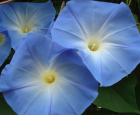 Blue Morning Glories